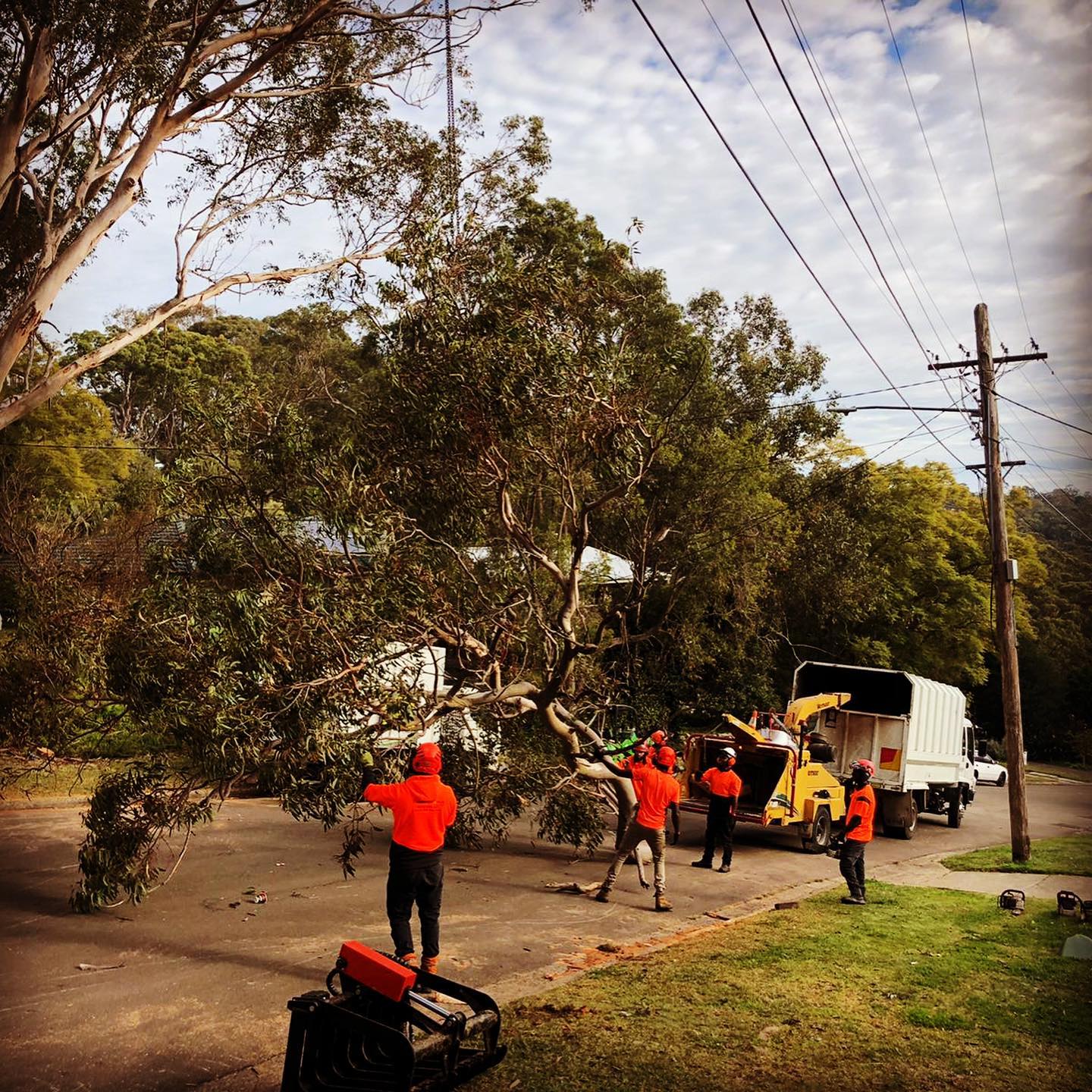 Can You Plant a Tree Where One Was Removed? Complete Guide