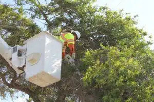 Remove Beehive from Tree