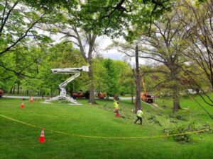 Do I Need HOA Approval to Remove a Tree?