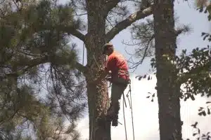 Remove Mistletoe from Trees