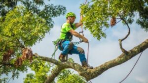 How to Remove a Palm Tree Stump by Hand?
