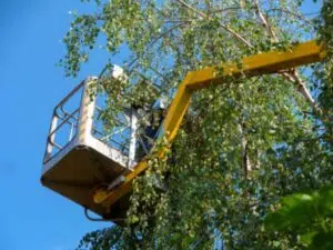 How to Trim a Palo Verde Tree?