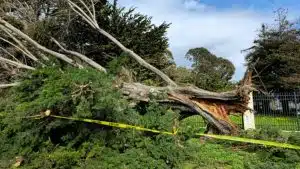 Can Removing a Tree Cause Foundation Problems?