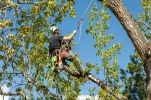 How Much Does It Cost to Remove a Palm Tree?