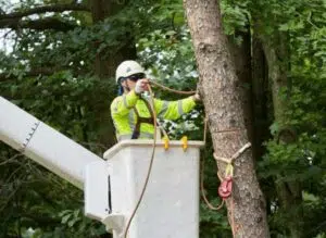 How to Find a Good Tree Removal Service?