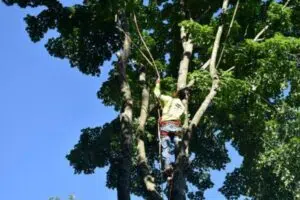 Should I Remove Squirrel Nest from Tree?