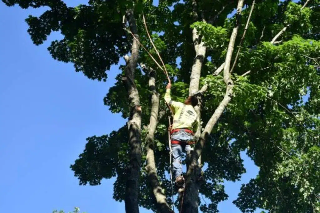 Should I Remove Squirrel Nest from Tree?