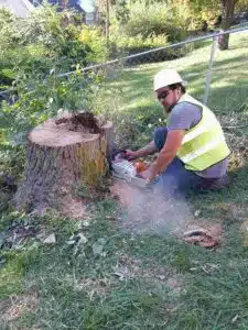 How Long Does It Take to Grind a Stump