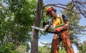 How to Grow Fig Trees from Cuttings?
