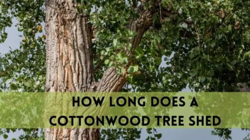How Long Does a Cottonwood Tree Shed?