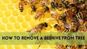 How to Remove a Beehive from Tree?