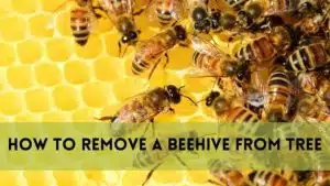 How to Remove a Beehive from Tree?