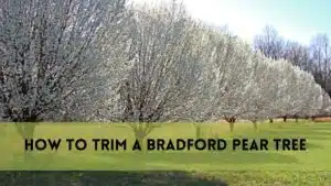 How to Trim a Bradford Pear Tree?