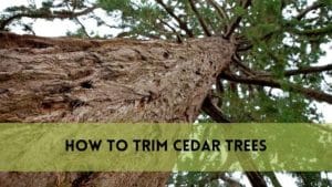 How to Trim Cedar Trees?