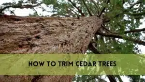 How to Trim Cedar Trees?