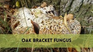 Oak Bracket Fungus