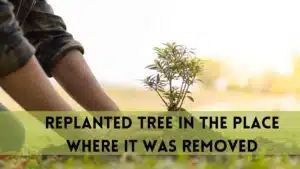 Replanted Trees