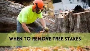 When to Remove Tree Stakes?