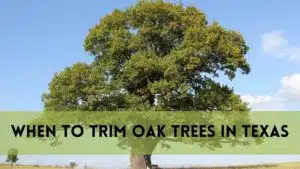 When to Trim Oak Trees in Texas?