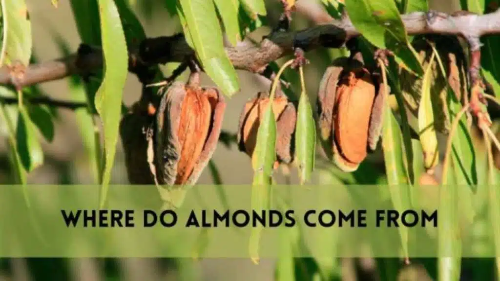 Where Do Almonds Come From?