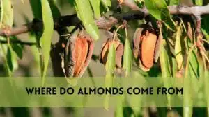 Where Do Almonds Come From?
