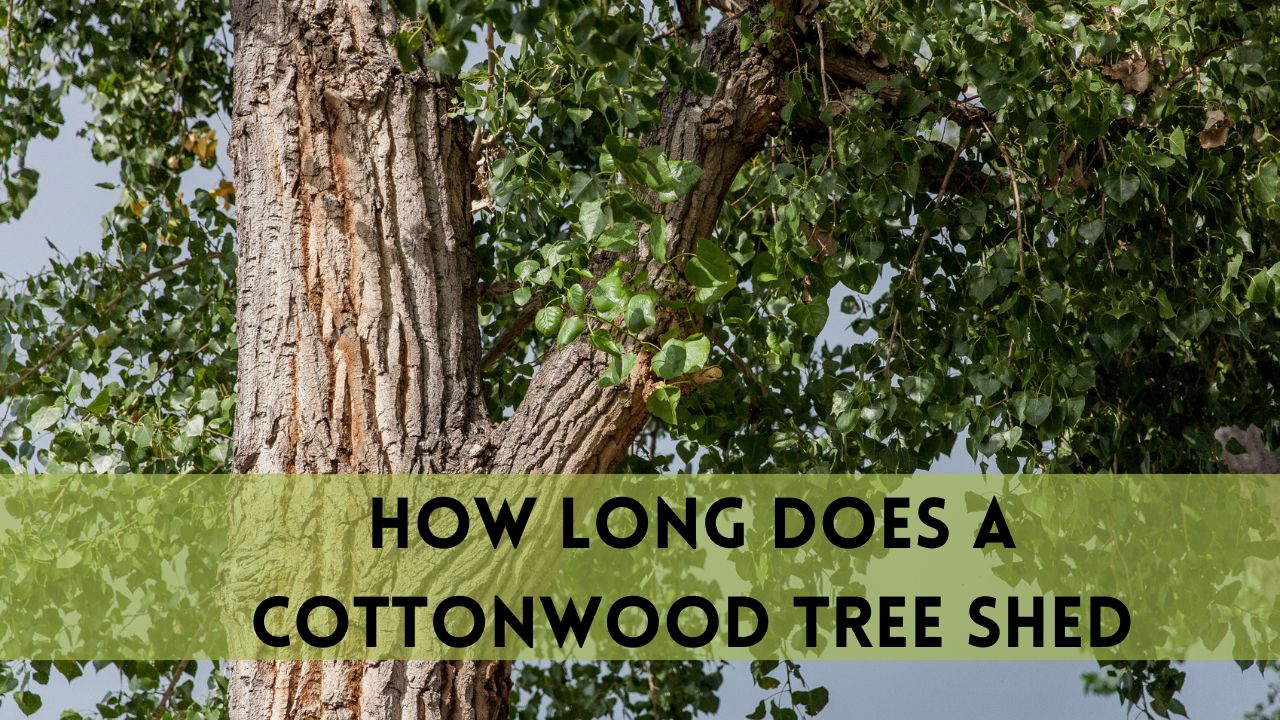 How Long Does a Cottonwood Tree Shed? (Detailed Guide)