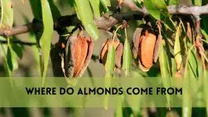 Where Do Almonds Come From