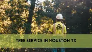 Tree Service in Houston TX