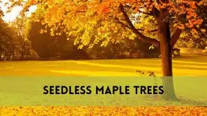 Seedless Maple Trees