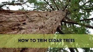 How to Trim Cedar Trees