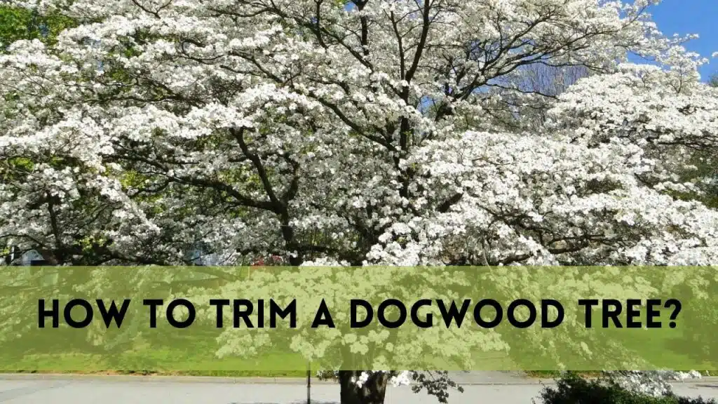 How to Trim a Dogwood Tree?