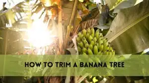 How to Trim a Banana Tree