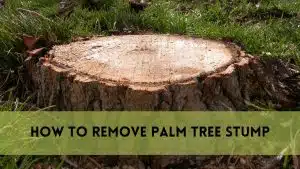 How to Remove Palm Tree Stump
