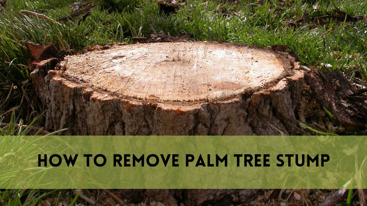 How to Remove Palm Tree Stump? [2024 Guide]