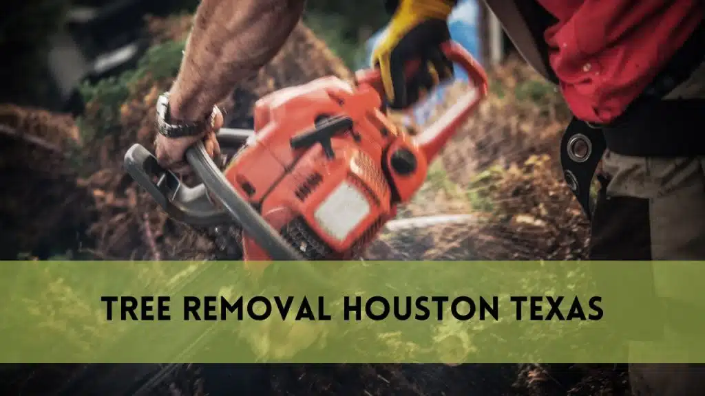 Tree Removal Houston Texas