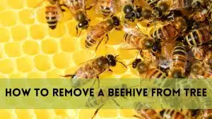 How to Remove a Beehive from Tree