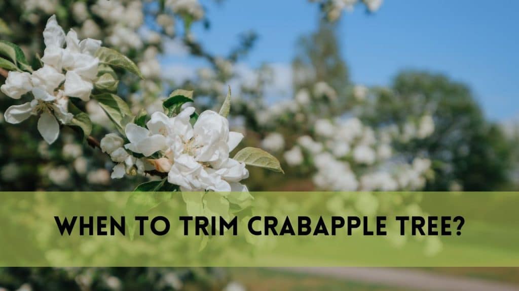 When to Trim Crabapple Tree?