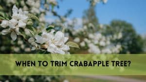When to Trim Crabapple Tree?