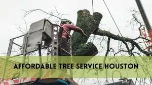 Affordable Tree Service Houston: