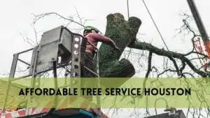 affordable tree service houston