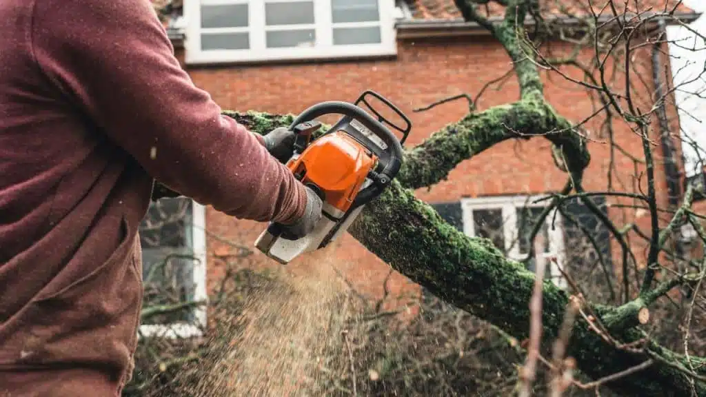 best tree service houston