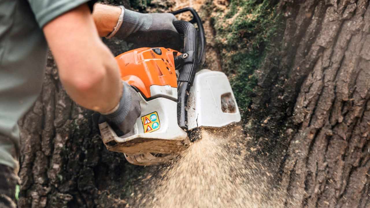 Tree Cutting Service Houston