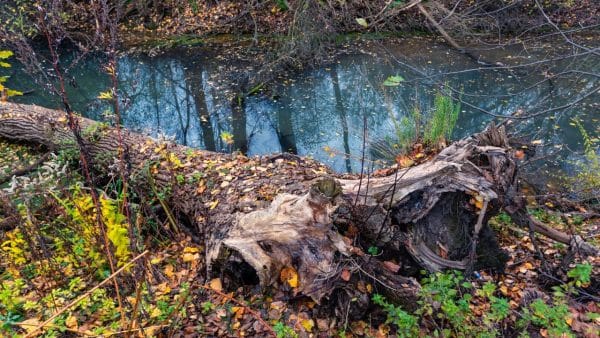 tree uprooted