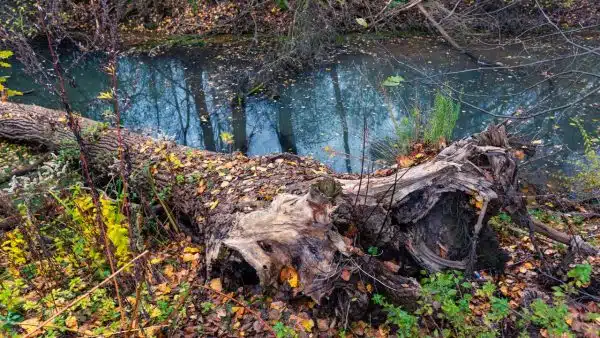 tree uprooted