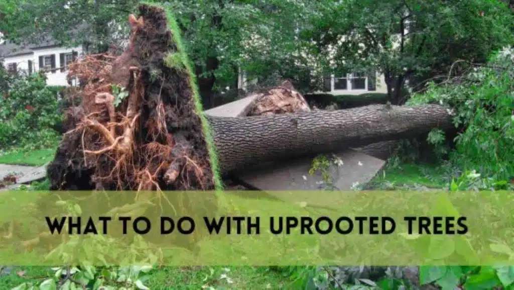 What to Do with Uprooted Tree