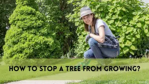 How to stop a tree from growing?