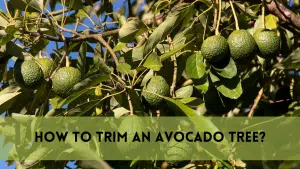 How to trim an avocado tree?