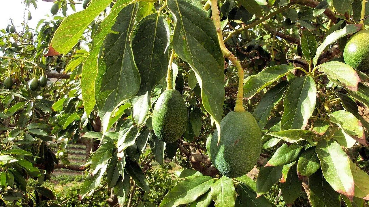 How to trim an avocado tree?