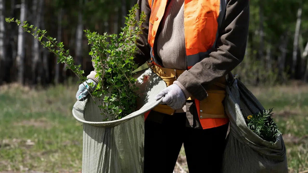 Small tree removal