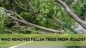 Who removes fallen trees from roads?